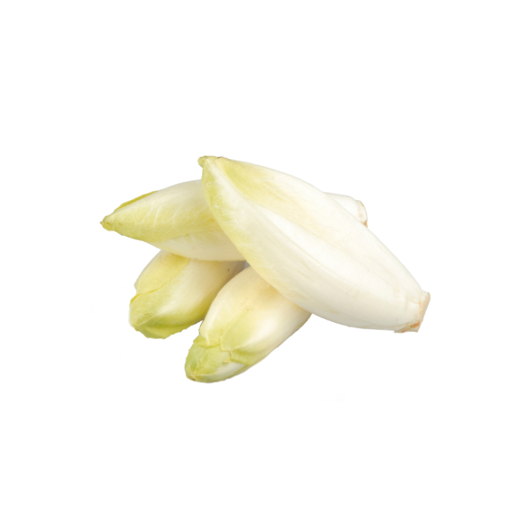 ENDIVE BIO