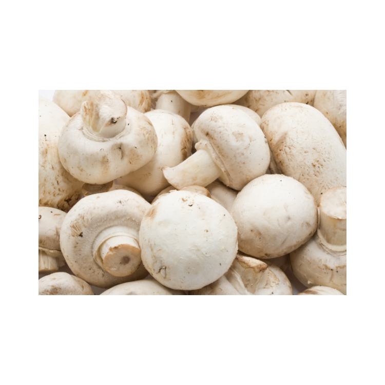 CHAMPIGNON PARIS FRANCE  BIO