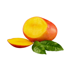 MANGUE KENT