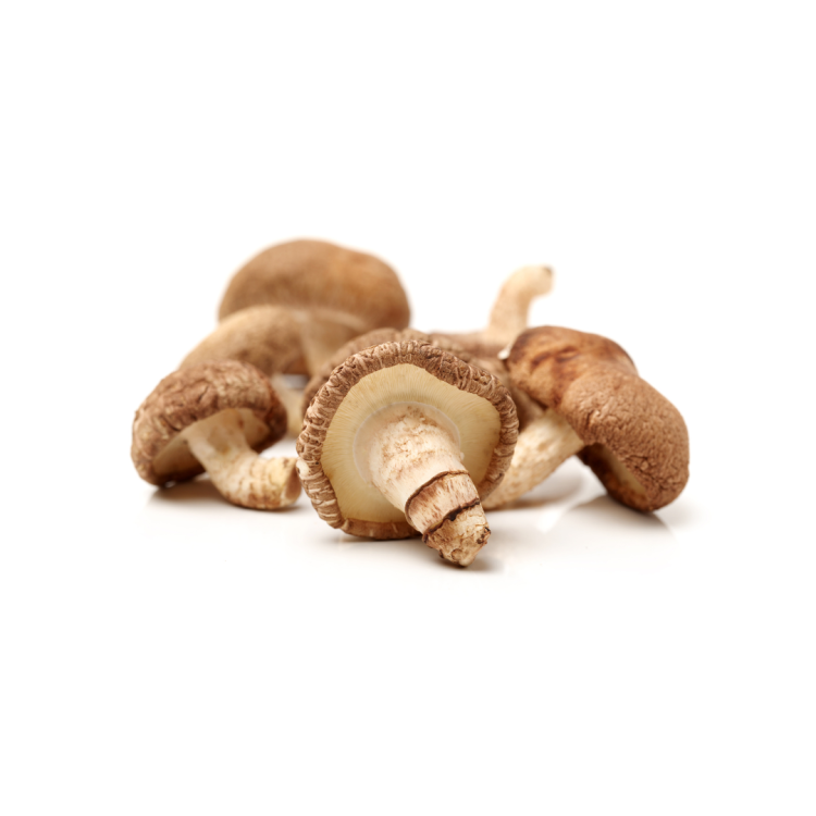 SHIITAKE BIO