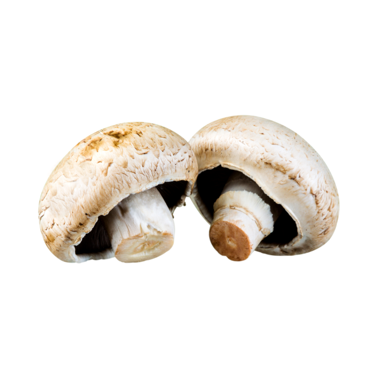 CHAMPIGNON PORTO BELLO BIO